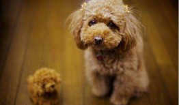 微信泰迪舔b视频