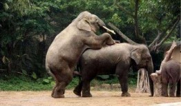 欧洲动物女人牲交视频,揭秘欧洲动物与女性神秘交配现象的真相