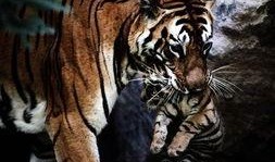 下载四虎视频,热门下载背后的精彩内容解析