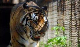 下载四虎视频,热门下载背后的精彩内容解析