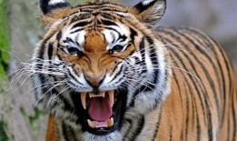 下载四虎视频,热门下载背后的精彩内容解析