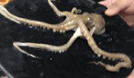 章鱼人视频,揭秘神秘海洋生物的奇幻世界