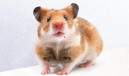 困鼠梯环破解视频,跟随视频轻松解锁技巧揭秘