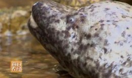 徐州娃娃鱼做法视频,美味营养一网打尽