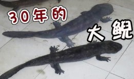 徐州娃娃鱼做法视频,美味营养一网打尽