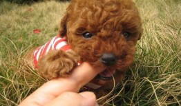 微信泰迪舔b视频