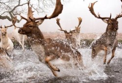 鹿的交配视频,揭秘鹿的交配行为