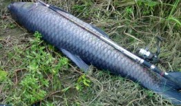 青鱼视频万部国产,青鱼视频引领国产影视新潮流