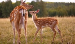 鹿的交配视频,揭秘鹿的交配行为