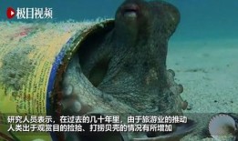 章鱼人视频,揭秘神秘海洋生物的奇幻世界