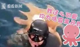 章鱼人视频,揭秘神秘海洋生物的奇幻世界