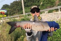 青鱼视频万部国产,青鱼视频引领国产影视新潮流