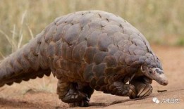 自然传奇穿山甲视频,森林中的神秘守护者