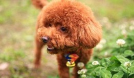 微信泰迪舔b视频