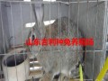 纯种野兔养殖视频