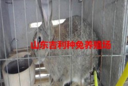 纯种野兔养殖视频