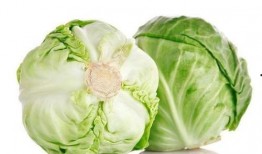 人造包菜视频,科技与美味的完美融合