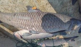 青鱼视频万部国产,青鱼视频引领国产影视新潮流