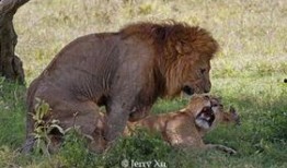 欧洲动物女人牲交视频,揭秘欧洲动物与女性神秘交配现象的真相