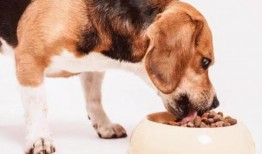 狗粮做法视频教程,自制狗粮视频教程全解析