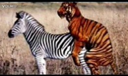 欧洲动物女人牲交视频,揭秘欧洲动物与女性神秘交配现象的真相