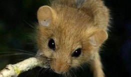 困鼠梯环破解视频,跟随视频轻松解锁技巧揭秘