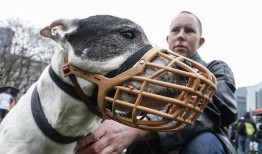 恶狗咬人视频,现场惊险瞬间直击