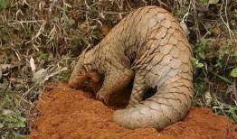 自然传奇穿山甲视频,森林中的神秘守护者