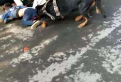 恶狗咬人视频,现场惊险瞬间直击